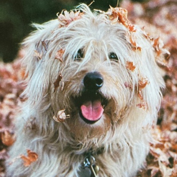 Prada Antic Ciclamino Heels - Picture 11 of 11